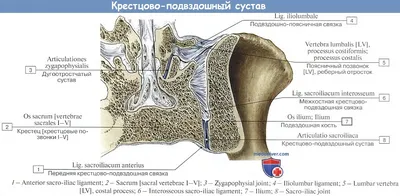 Женский таз : нормальная анатомия | e-Anatomy