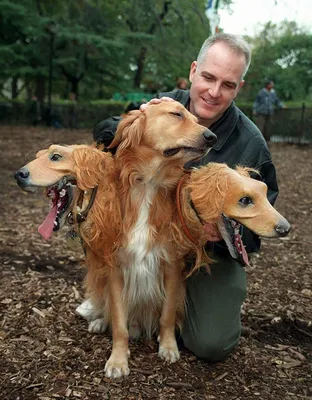 Happy Puppy Комбинезон для собак \"Ротвейлер\" – Одежда