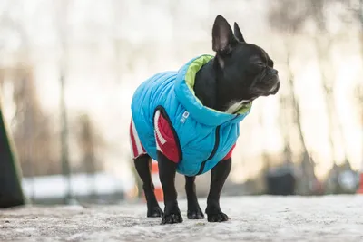 Костюм Пунш для собаки, Pet Fashion купить в Киеве, Украине ᐉ ЗооФаворит