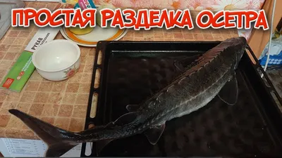 Рыба | Томские Новости +