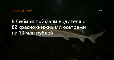 Готовим уловистую наживку, которая не хуже червя и опарыша. На неё клюет  крупный карась, плотва и другая мирная рыба | Рыбалка для души | Дзен