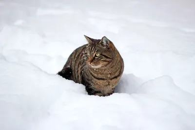 Кот зима и кот осень» — создано в Шедевруме