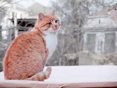 Кот в снегу на набережной зимы. Кот показывает свой язык. Красивый красный  кошка на фоне снежной зимы. Портрет зимы Стоковое Изображение - изображение  насчитывающей хищник, меховой: 174963583