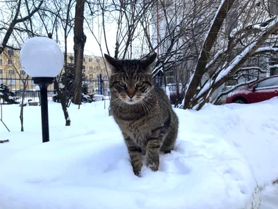 Зимние прогулки с кошкой: когда и кому можно