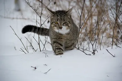 Картина на холсте от All Les \"Кот зима рыжий снег на\" на подрамнике / декор  для дома / интерьер / подарок / на стену | AliExpress