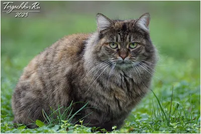 ФотоБлог Торгачкин Игорь Петрович © Igor Torgachkin: Кото-Фото, Краснодар,  27 декабря 2023 / Krasnodar Cats Photo