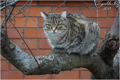 ФотоБлог Торгачкин Игорь Петрович © Igor Torgachkin: Кото-Фото, Краснодар,  16 декабря 2023 / Krasnodar Cats Photo