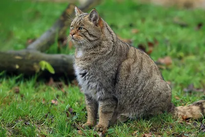 ФотоБлог Торгачкин Игорь Петрович © Igor Torgachkin: Кото-Фото, Краснодар,  6 января 2024 / Krasnodar Cats Photo