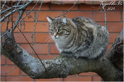 ФотоБлог Торгачкин Игорь Петрович © Igor Torgachkin: Кото-Фото, Краснодар,  16 декабря 2023 / Krasnodar Cats Photo