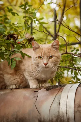 Осенние котики Краснодара | Пикабу