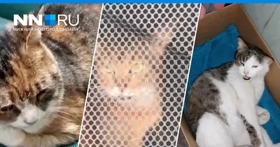 Найдена кошка, проспект Ленина, 117, Нижний Новгород | Pet911.ru