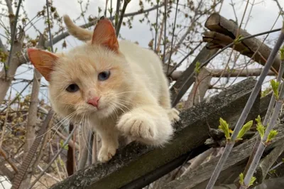 Потеряшки Нижний Новгород и Нижегородская область - Пропала кошка!  Пожалуйста, максимальный репост! Полубританец, не кастрированный, очень  пугливый, ухоженный, кличка \"Ричи\" Имя хозяина: Ольга Телефон: +7 929  050-39-81 Адрес: Казанская улица, 18, Лысково