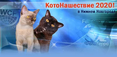 Котики в Автозаводском районе (Нижний Новгород) | Пикабу