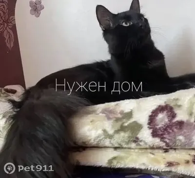 Найдена кошка, Ростов-на-Дону | Pet911.ru