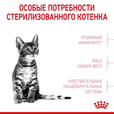 Корм для стерилизованных котят, Royal Canin Kitten Sterilised, с момента  операции до 12 месяцев купить с доставкой в интернет-магазине  зоогастроном.ру