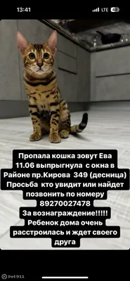 Пропала бенгальская кошка Ева, адрес: пр. Кирова 349, Самара. | Pet911.ru