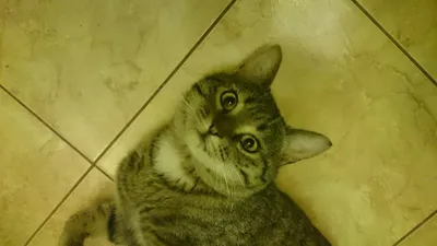 Найден кот! Самара. | Пикабу