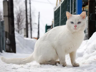 Найдена кошка Кот на Школьной Аллее, Самара | Pet911.ru