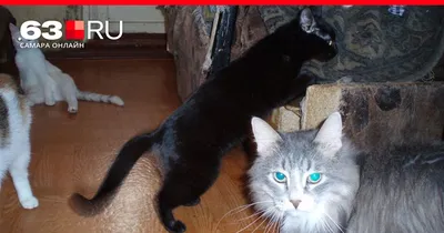 Вязка шотландские кошки Самара вязка | ВКонтакте