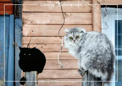 Найдена кошка в Южном Городе, Самара | Pet911.ru