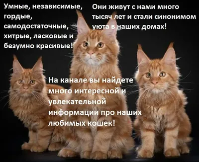 Беременность кошки: признаки и сколько месяцев длится беременность? |  WHISKAS®