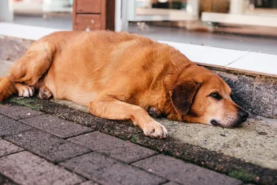 Купить - Royal Canin (Роял Канин) ANALLERGENIC CANINE AN18 для собак при  пищевой аллергии цена в Украине | Состав, отзывы