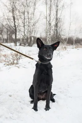 Чумка у собаки 🐶 Виды, смиптомы, как лечить | Pet7