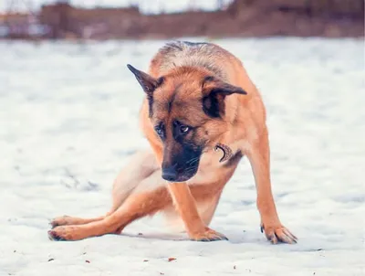 Симптомы чумки у собак: можно ли спасти любимца | For Pet | Дзен