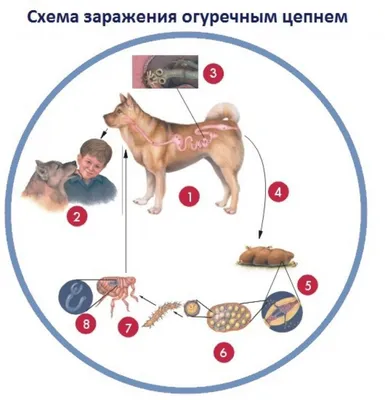 Пироплазмоз у собак: симптомы и лечение - ветклиника \"в Добрые Руки\"