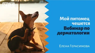 Болезни собак и их симптомы 🐶 – лечение и профилактика – ProPlan.ru