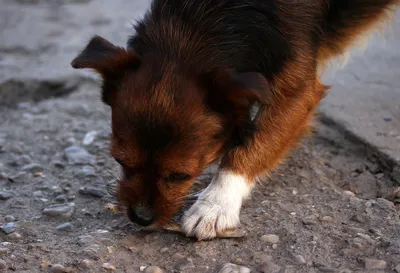 Болезни собак и их симптомы 🐶 – лечение и профилактика – ProPlan.ru