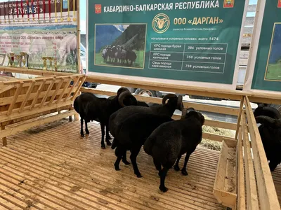 В Хабаровске будут есть блины и провожать зиму » Новости на Vostok.Today –  никакой пропаганды, только новости!