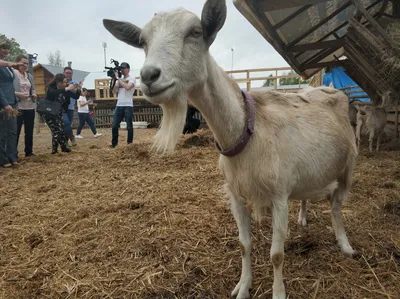 Угощались ухой и доили коз хабаровчане на «Деревенский Fest» (ФОТО) —  Новости Хабаровска