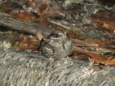 European nightjar during breeding season, singing bird | Film Studio Aves -  YouTube