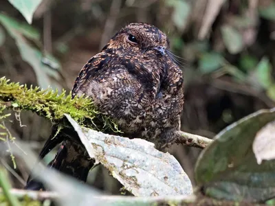 Козодой (Caprimulgus europaeus). Птицы Европейской России.