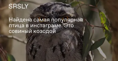 Папуанский совиный козодой - eBird