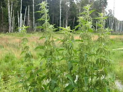 Крапива двудомная (Urtica dioica L.)