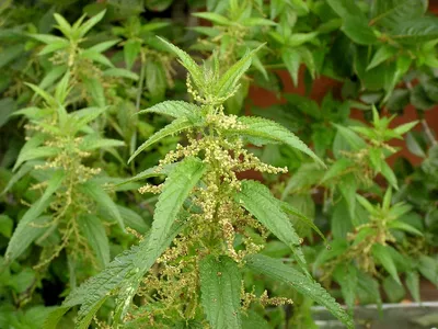 Крапива двудомная (Urtica dioica L.)