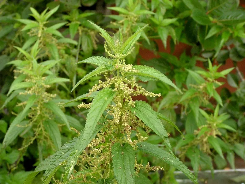Крапива двудомная (Urtica dioica L.) Крапива двудомная (Urtica dioica L.)