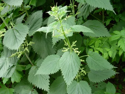 Применение крапивы двудомной (Urtica dioica L.) в медицине