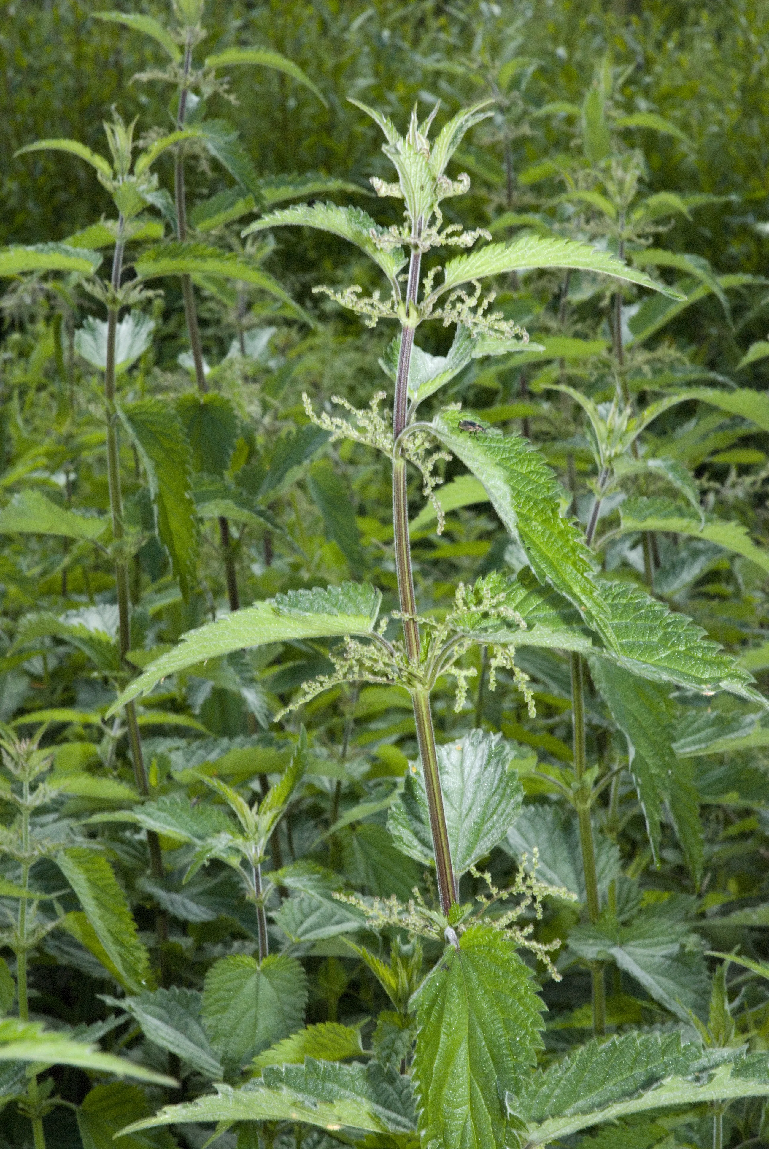 Крапива двудомная (Urtica dioica) ⋆ Сорные растения Крапива двудомная (Urtica dioica) ⋆ Сорные растения