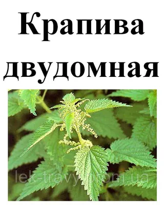 Крапива Двудомная — стоковые фотографии и другие картинки Крапива двудомная  - Крапива двудомная, Nettle, Изолированный предмет - iStock