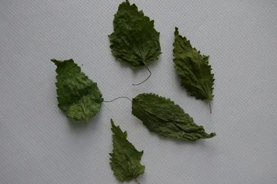 Крапива Двудомная (Urtica Двудомной) Фотография, картинки, изображения и  сток-фотография без роялти. Image 15474608