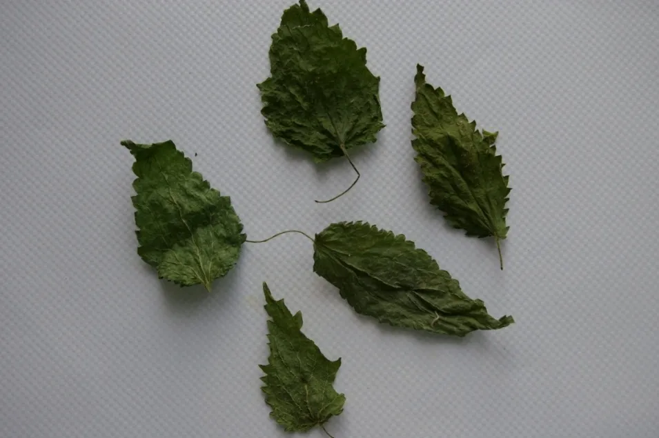 Крапива Двудомная (Urtica Двудомной) Фотография, картинки, изображения и сток-фотография без роялти. Image 15474608 Крапива Двудомная (Urtica Двудомной) Фотография, картинки, изображения и сток-фотография без роялти. Image 15474608