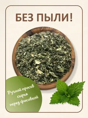 Крапива двудомная | Уральский следопыт