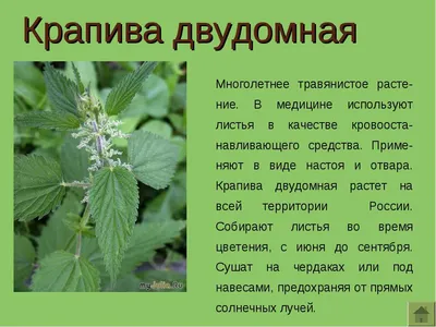 Крапива Двудомная — стоковые фотографии и другие картинки Крапива двудомная  - Крапива двудомная, Nettle, Изолированный предмет - iStock