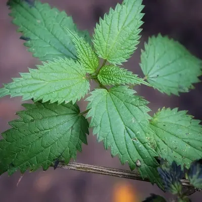 Urtica dioica L. Крапива двудомная — Planta Medica