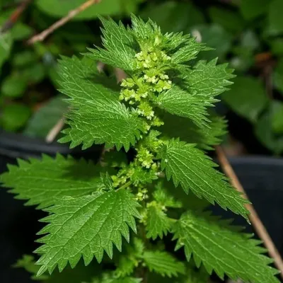 Urtica dioica L. Крапива двудомная — Planta Medica