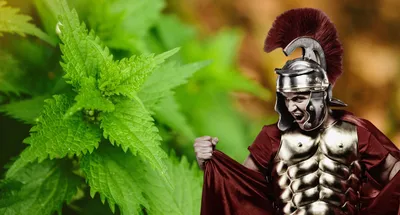 Крапива двудомная - Herbal raw materials - Polish Herbs producer, supplier