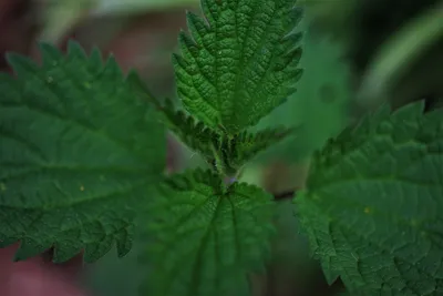 Крапива двудомная (Зеленый фонд Сочи) · iNaturalist